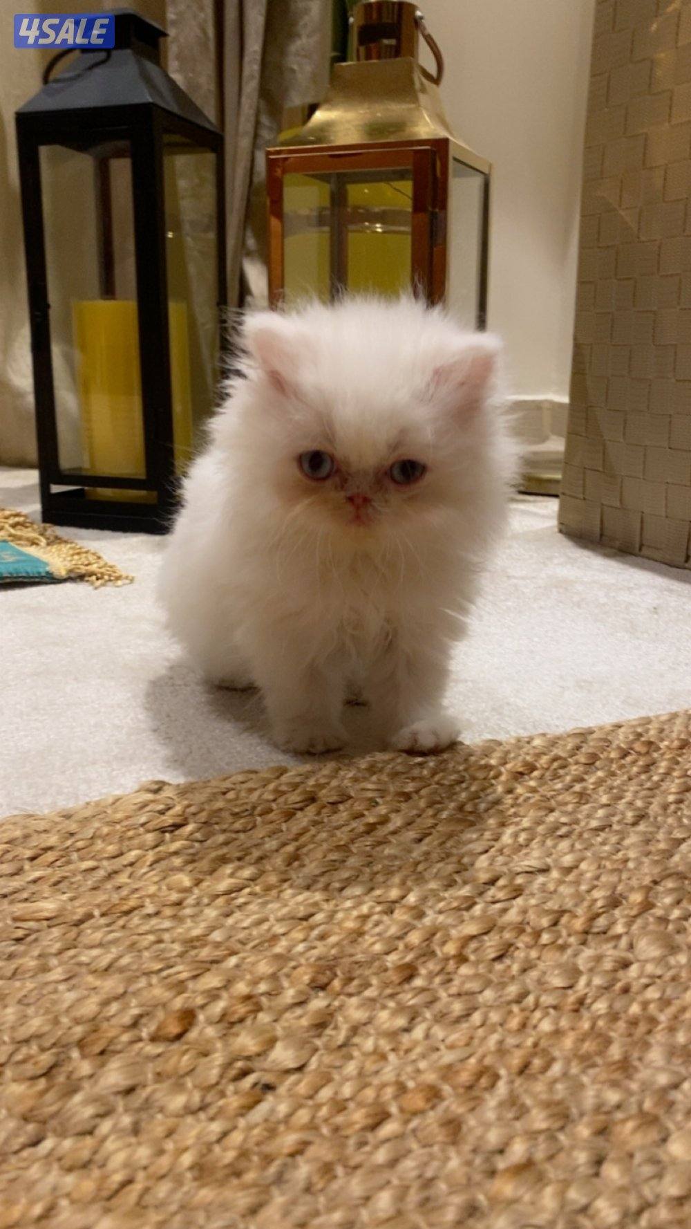 Persian cats 4Sale - قطط بيرشن للبيع1