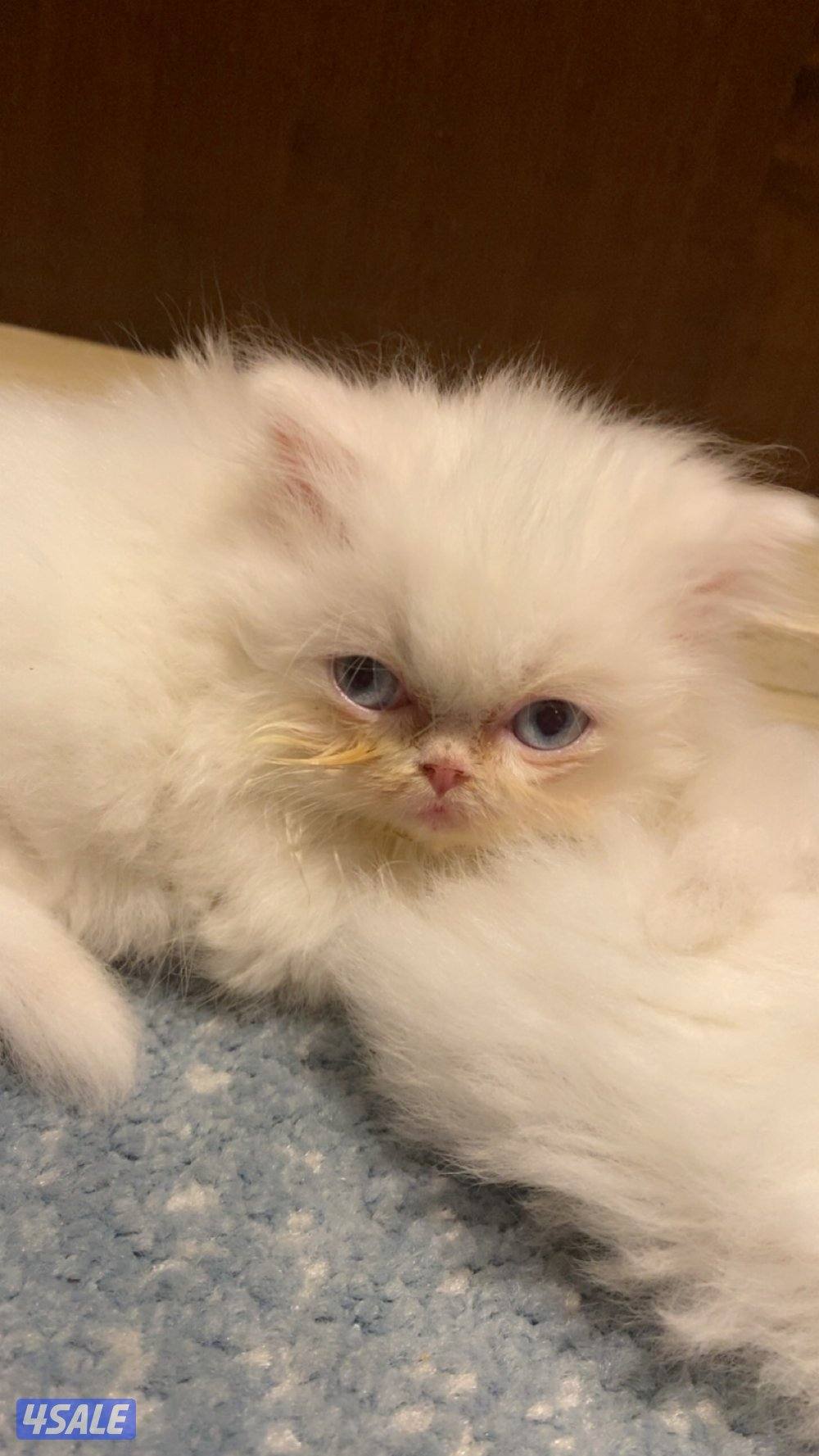 Persian cats 4Sale - قطط بيرشن للبيع2