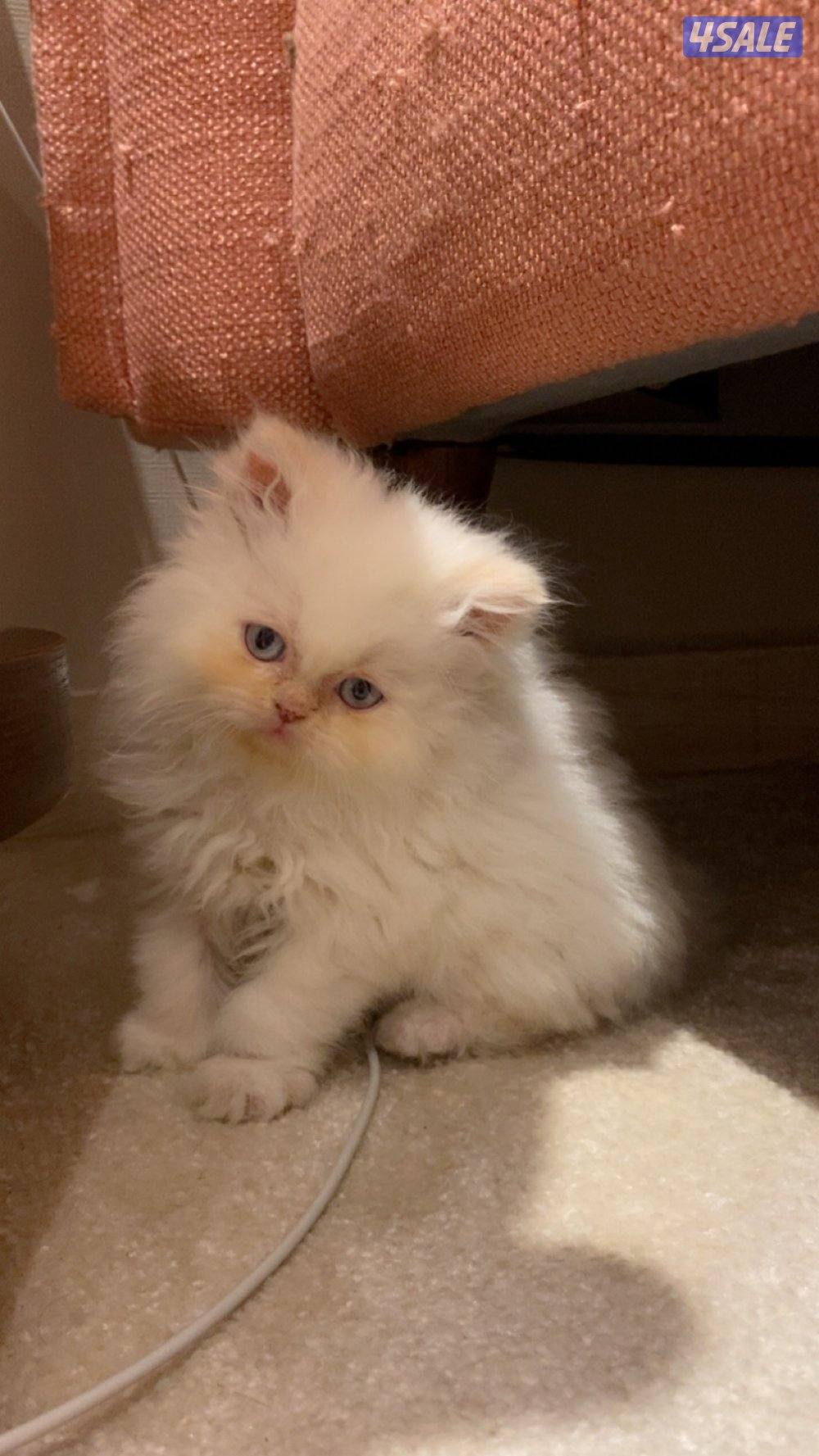 Persian cats 4Sale - قطط بيرشن للبيع3