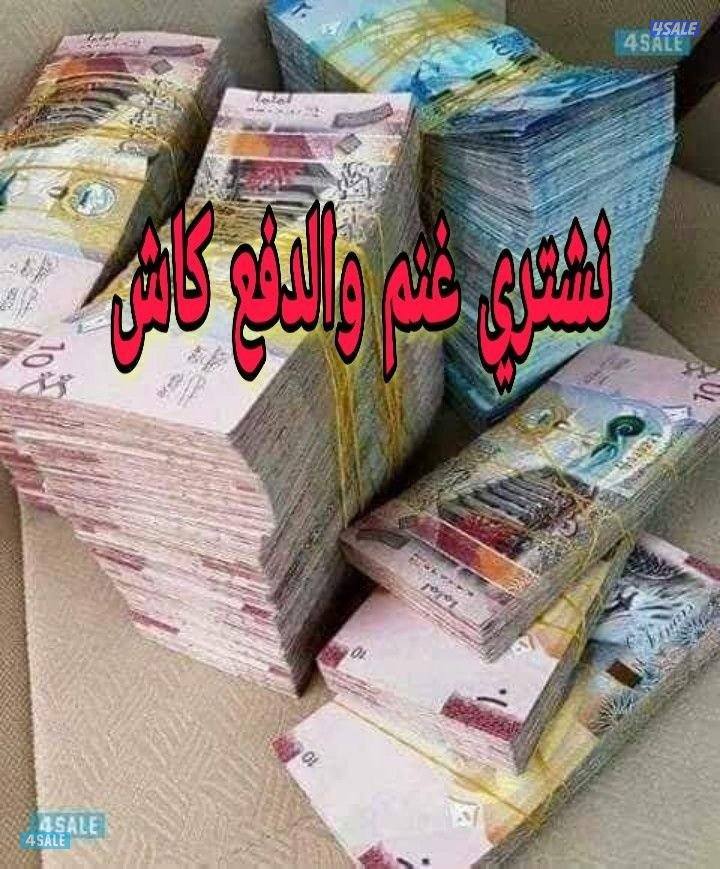 نشتري غنم ومعزه ومطفيل وجلد0