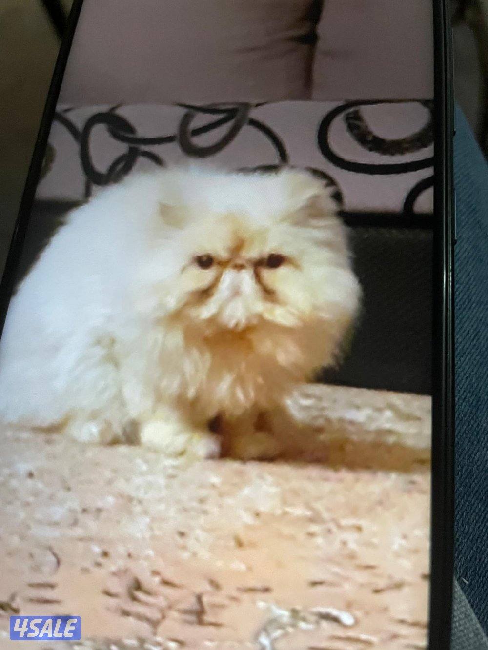 قط بيرشين ذكر0