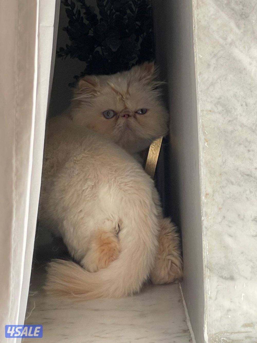 قط بيرشين ذكر1