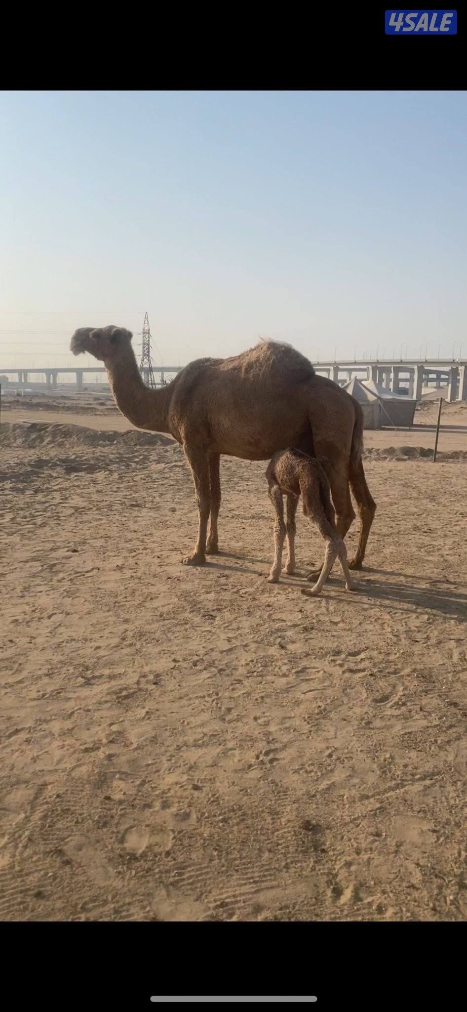 خلفه و ناقه على ضراب0