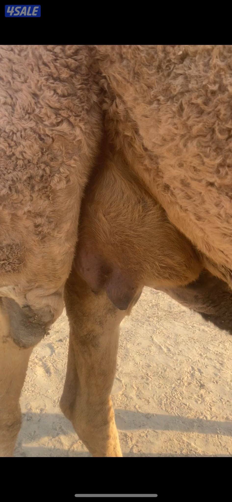 خلفه و ناقه على ضراب1