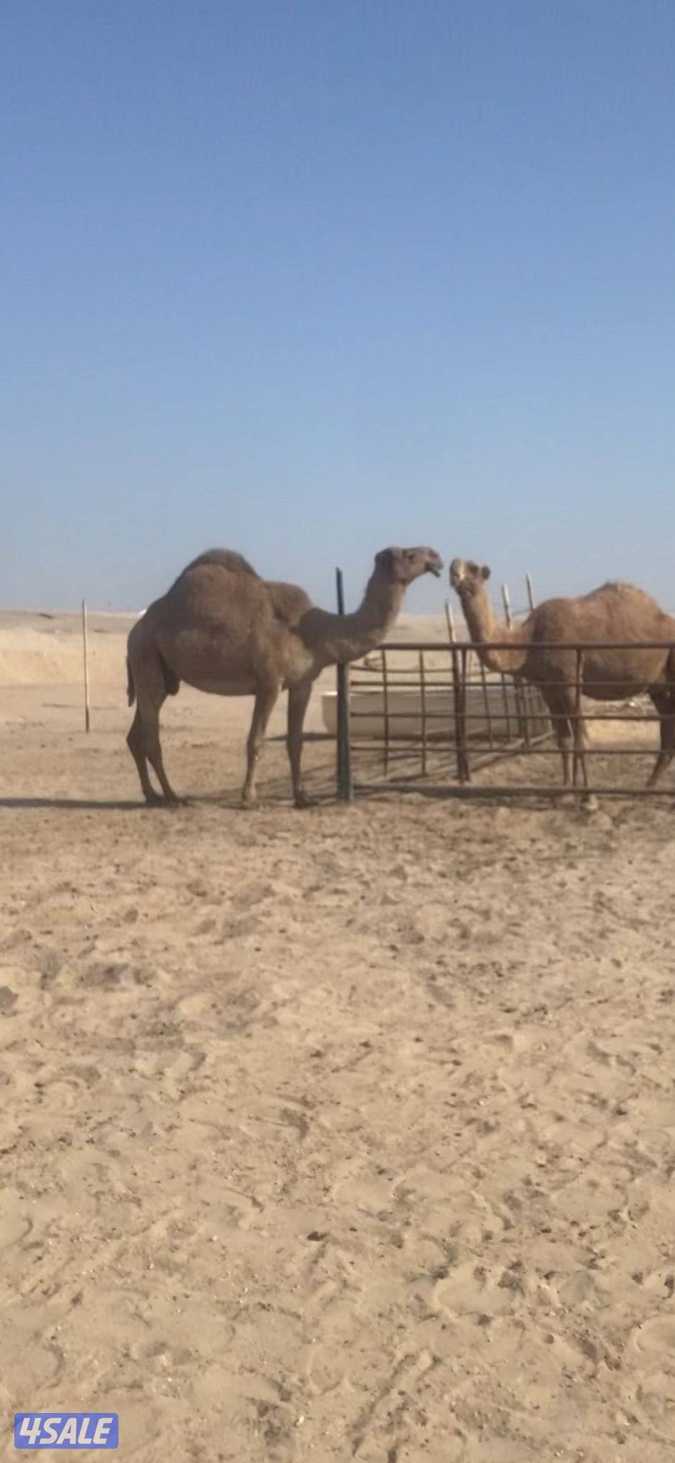 خلفه و ناقه على ضراب2