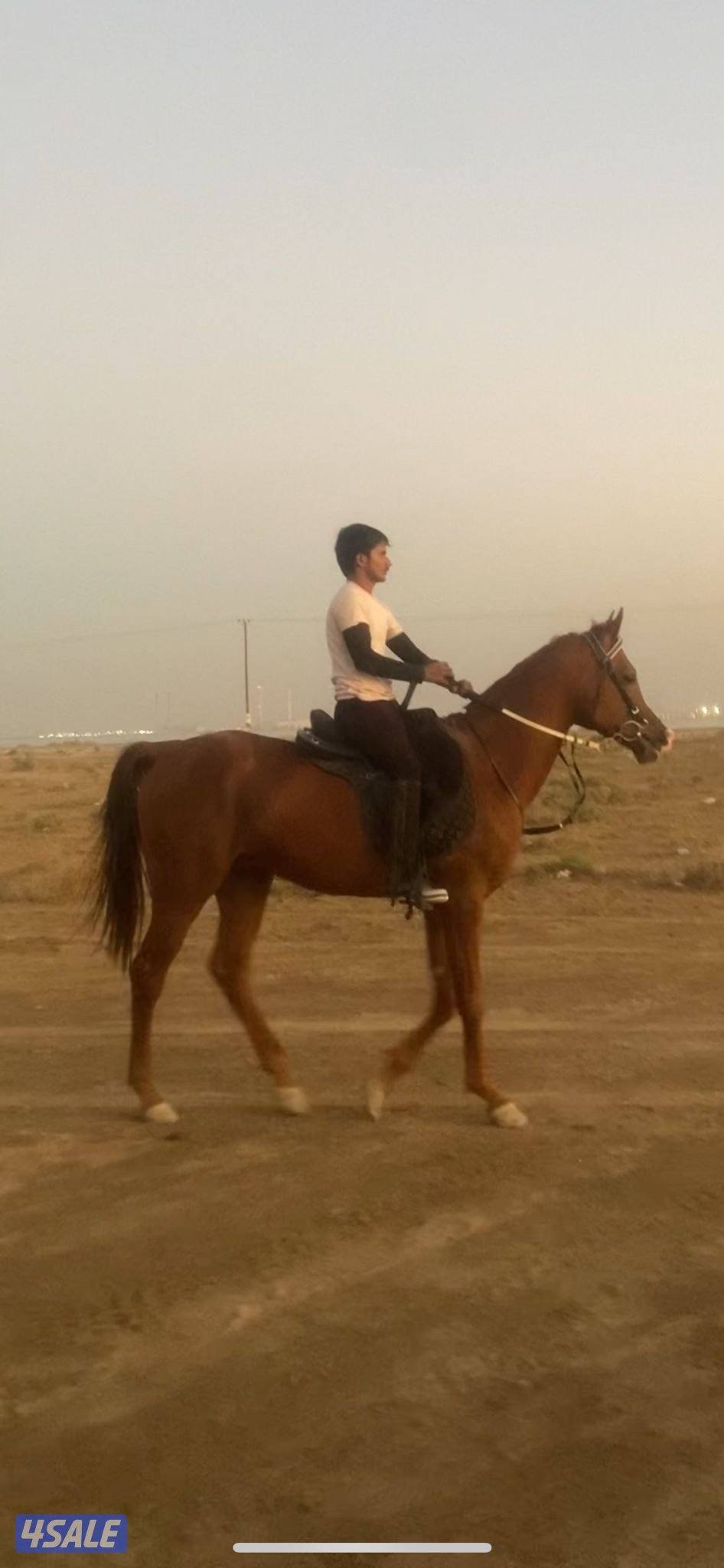 للبيع حصان  بولش0