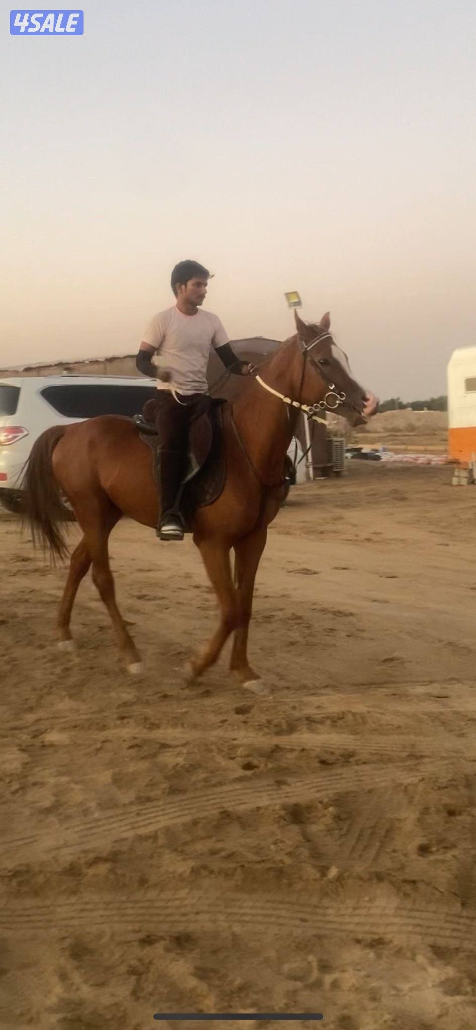 للبيع حصان  بولش1