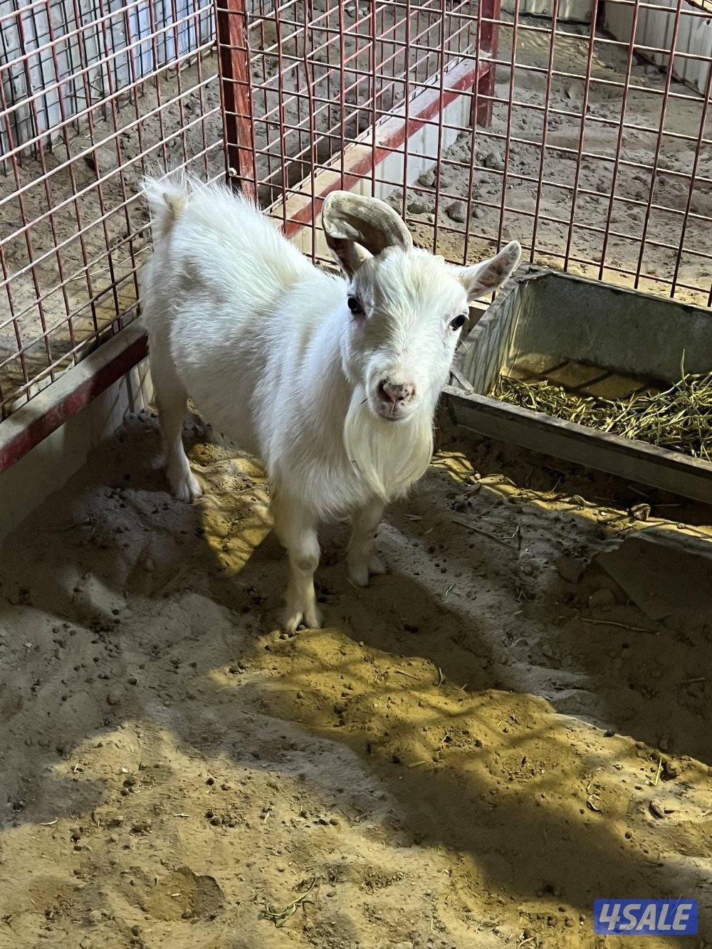 للبيع فحل جيكي0