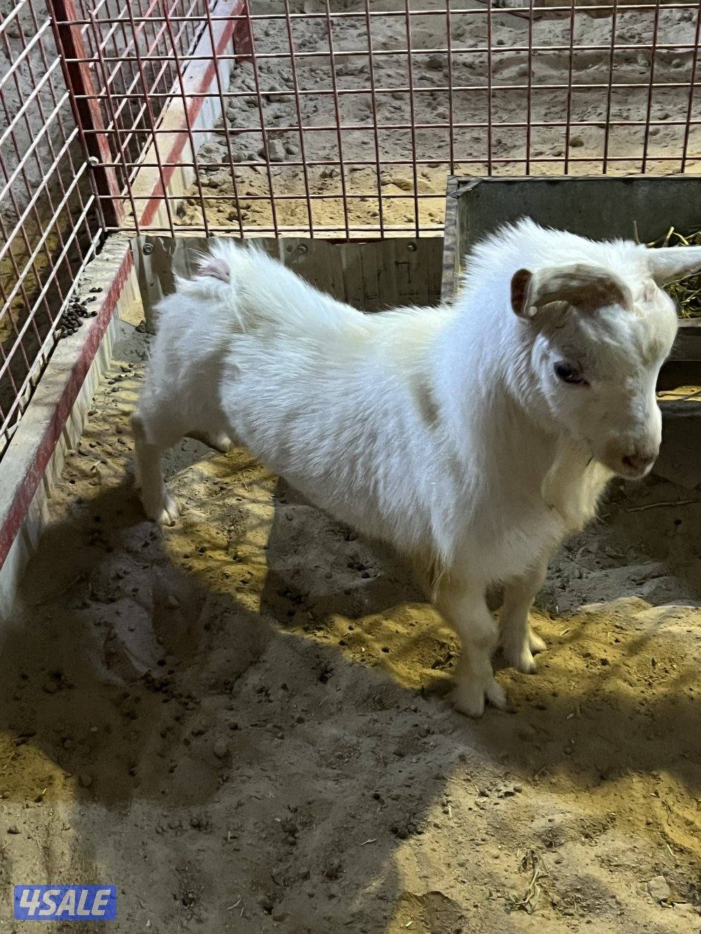 للبيع فحل جيكي1