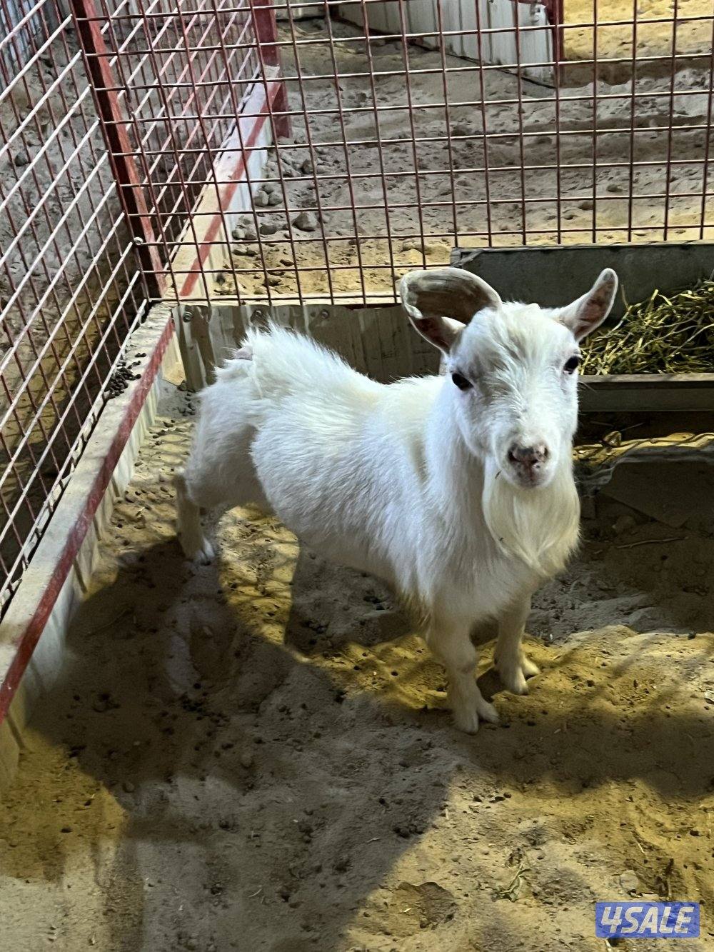 للبيع فحل جيكي2