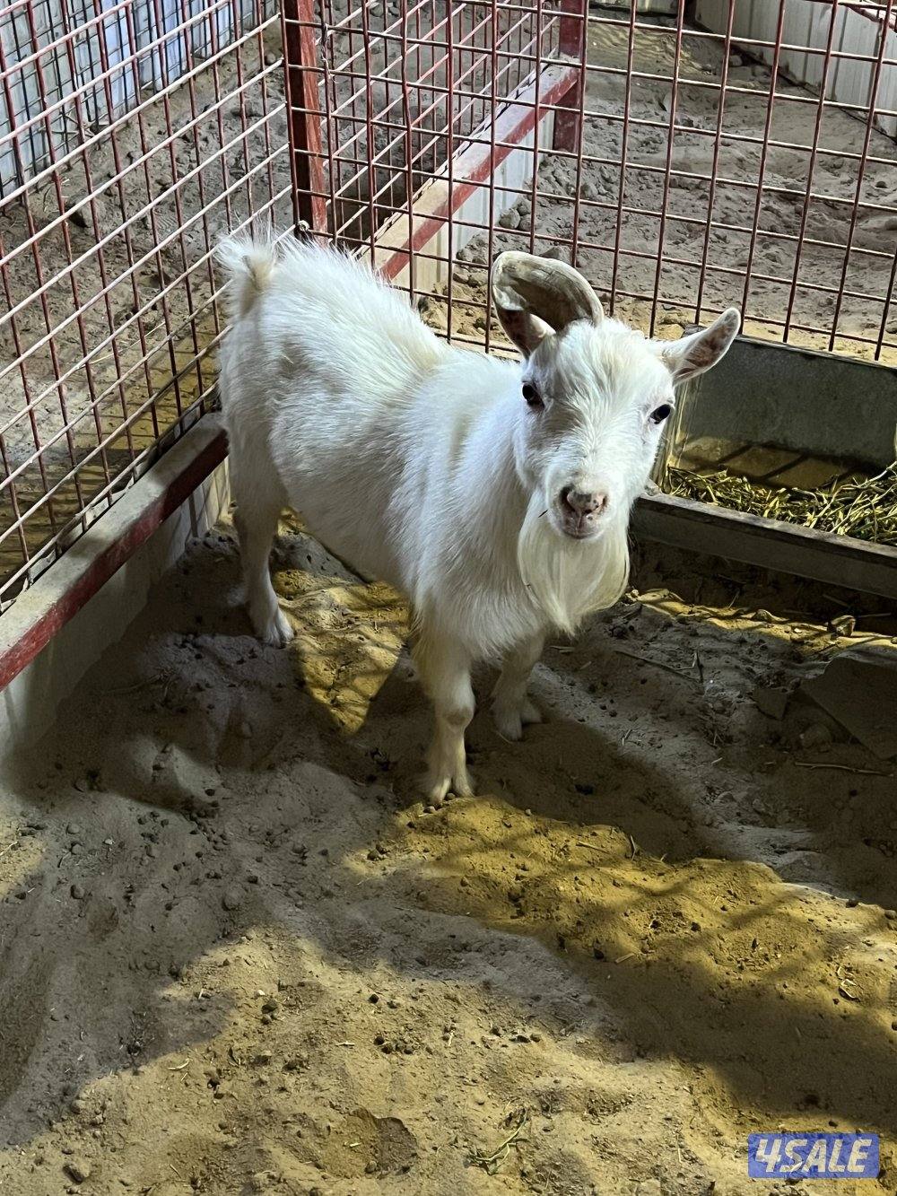 للبيع فحل جيكي3