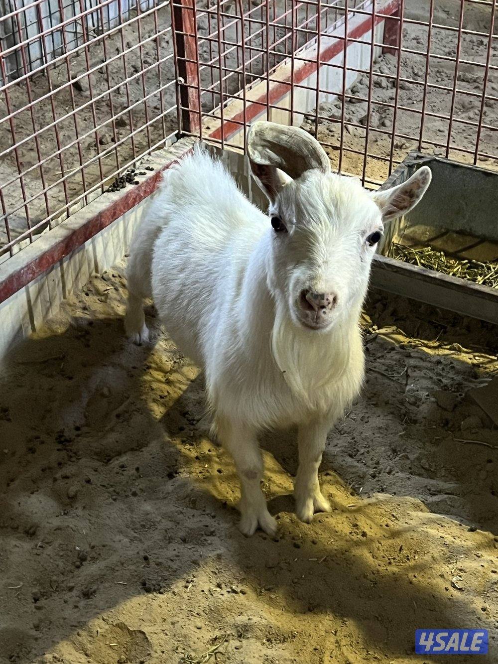 للبيع فحل جيكي4