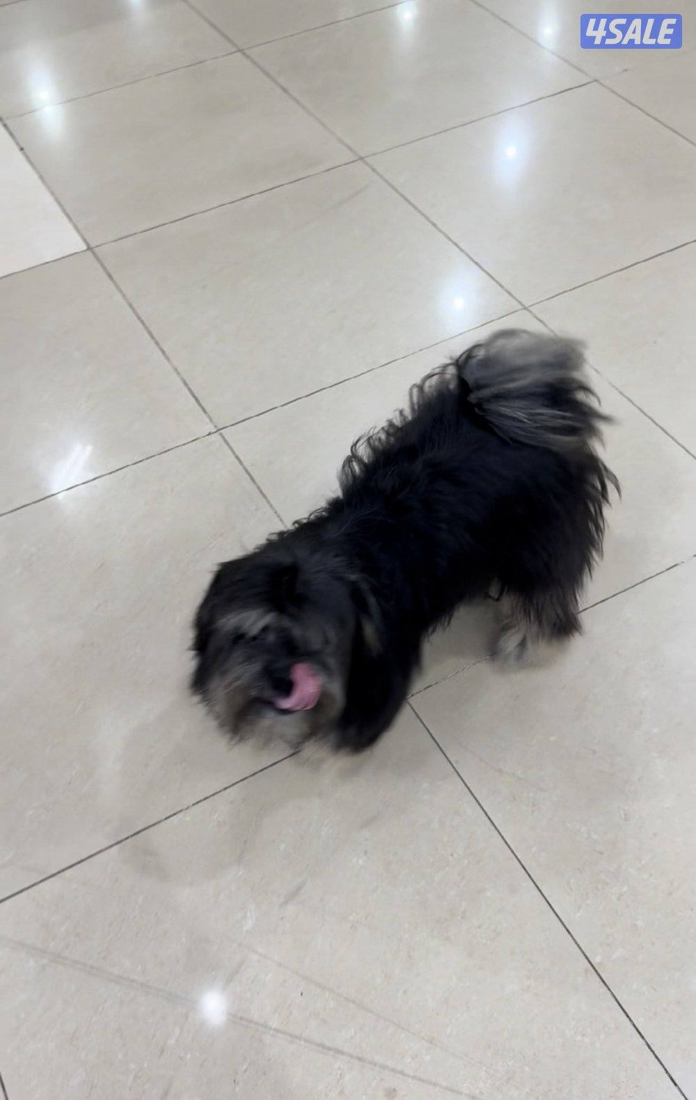 مستورد. أوربا سلالته بيور عنده بسبور واخد جميع التحصينات مدرب2