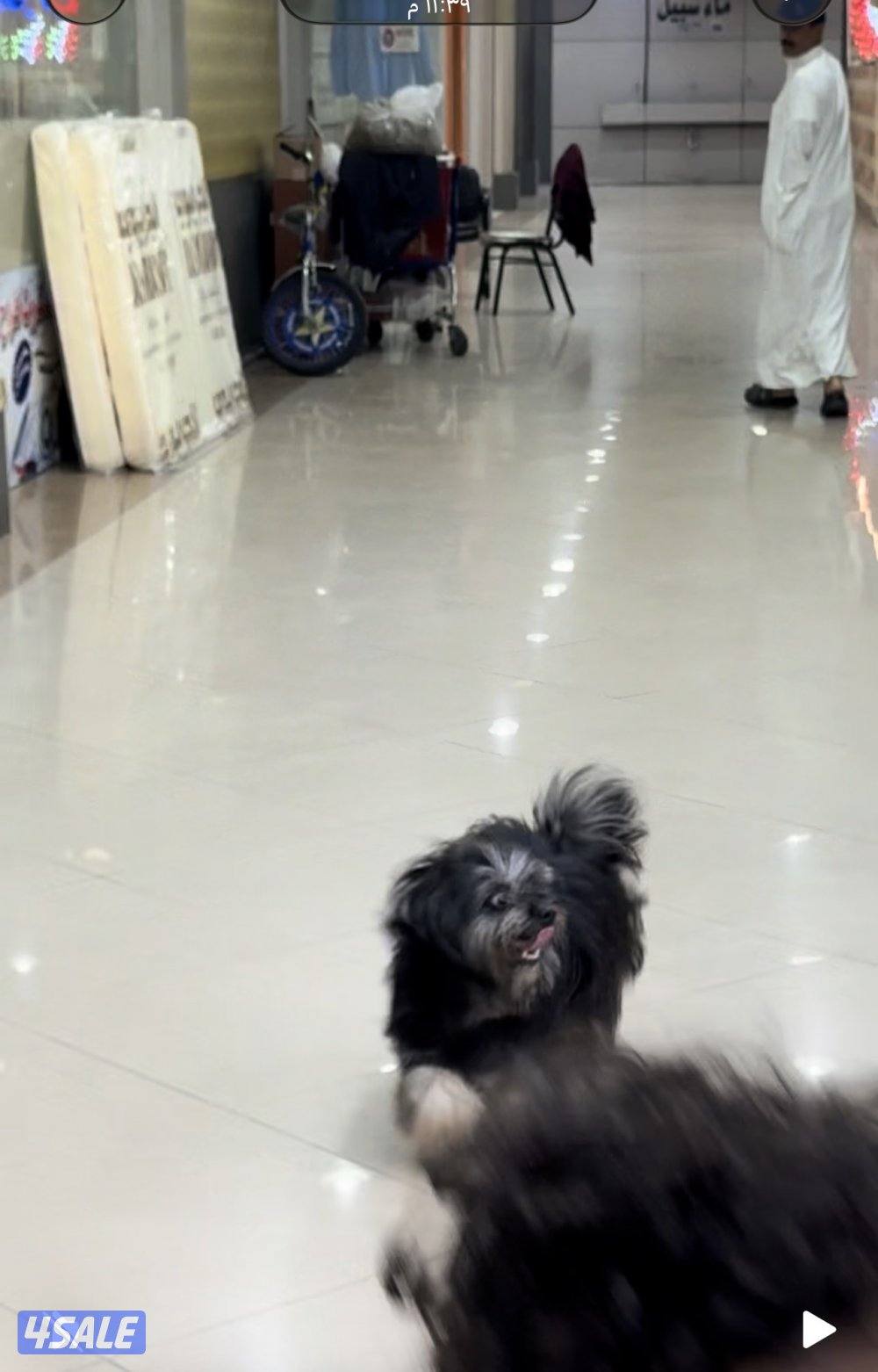 مستورد. أوربا سلالته بيور عنده بسبور واخد جميع التحصينات مدرب3