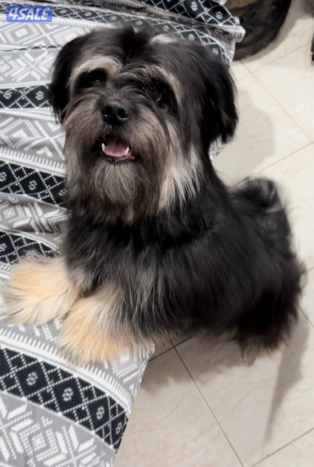 مستورد. أوربا سلالته بيور عنده بسبور واخد جميع التحصينات مدرب1