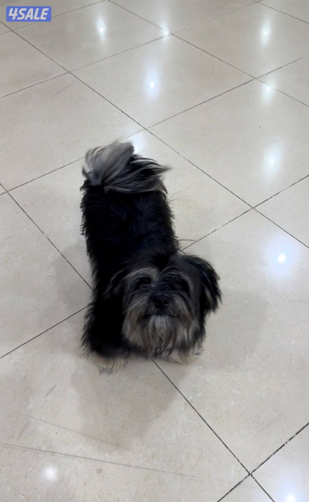 مستورد. أوربا سلالته بيور عنده بسبور واخد جميع التحصينات مدرب4