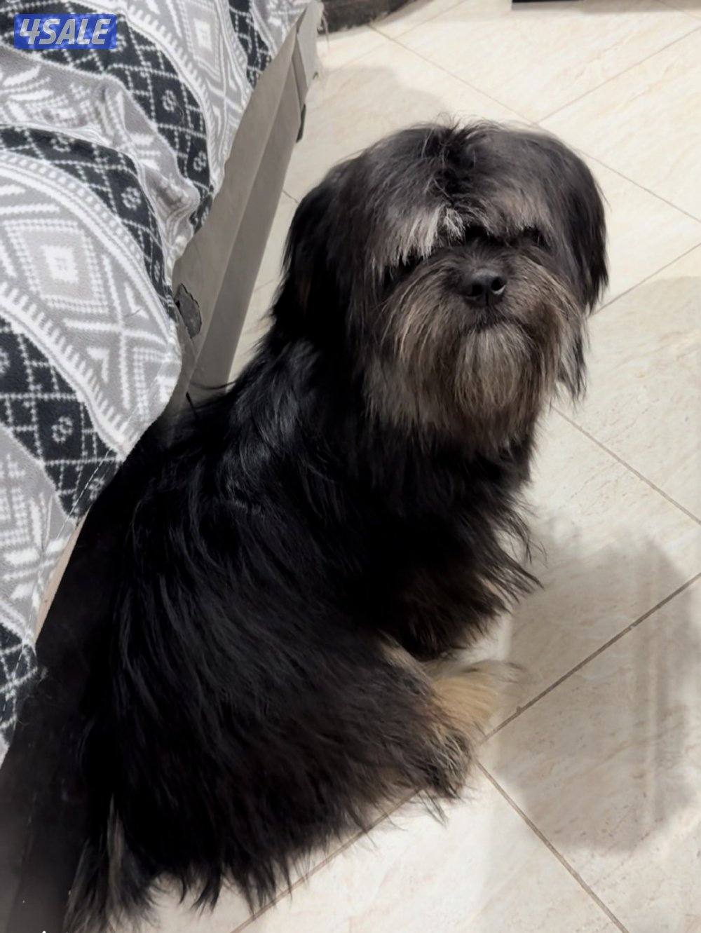 مستورد. أوربا سلالته بيور عنده بسبور واخد جميع التحصينات مدرب0