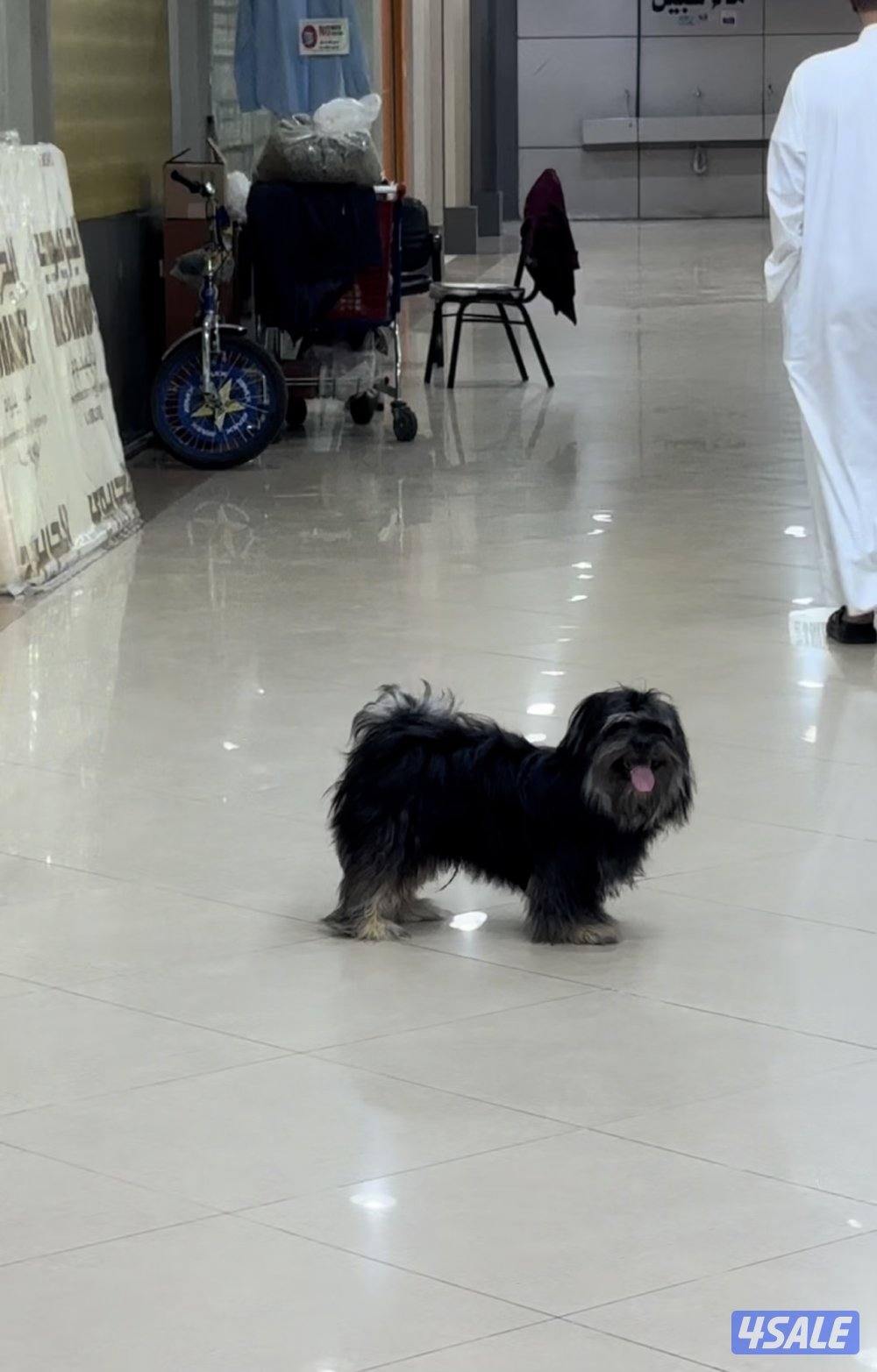 مستورد. أوربا سلالته بيور عنده بسبور واخد جميع التحصينات مدرب6