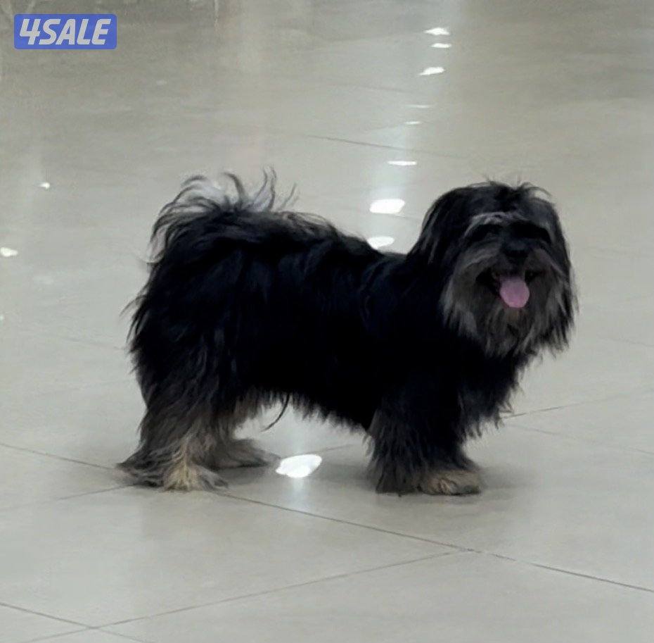 مستورد. أوربا سلالته بيور عنده بسبور واخد جميع التحصينات مدرب5