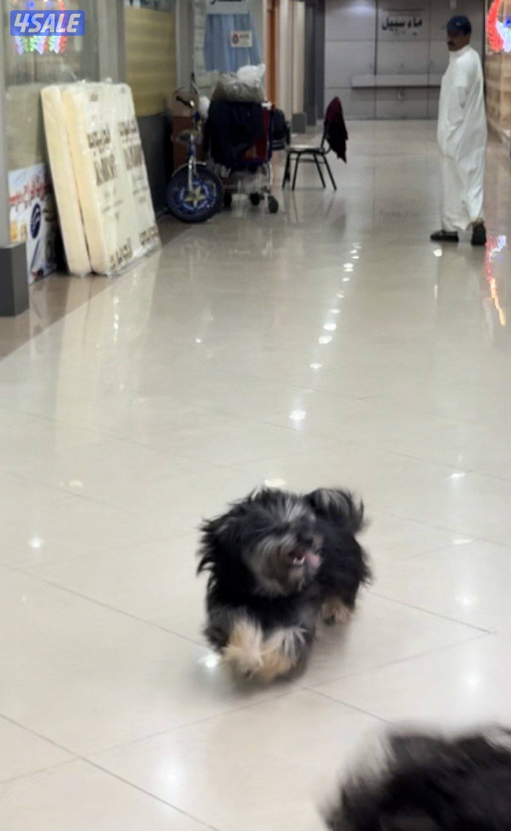 مستورد. أوربا سلالته بيور عنده بسبور واخد جميع التحصينات مدرب7