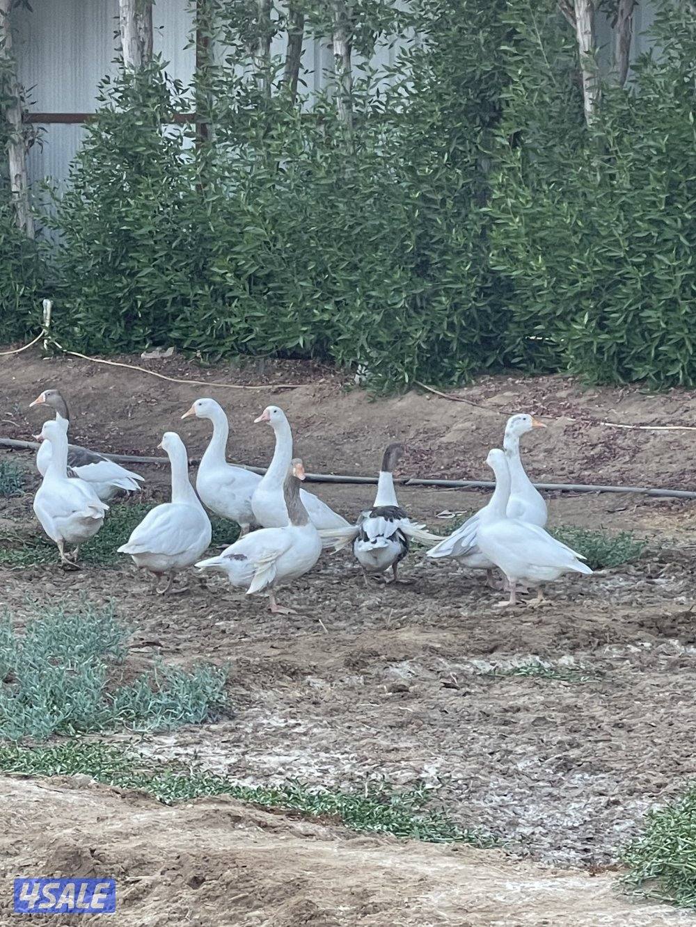 للبيع اوز كندي0