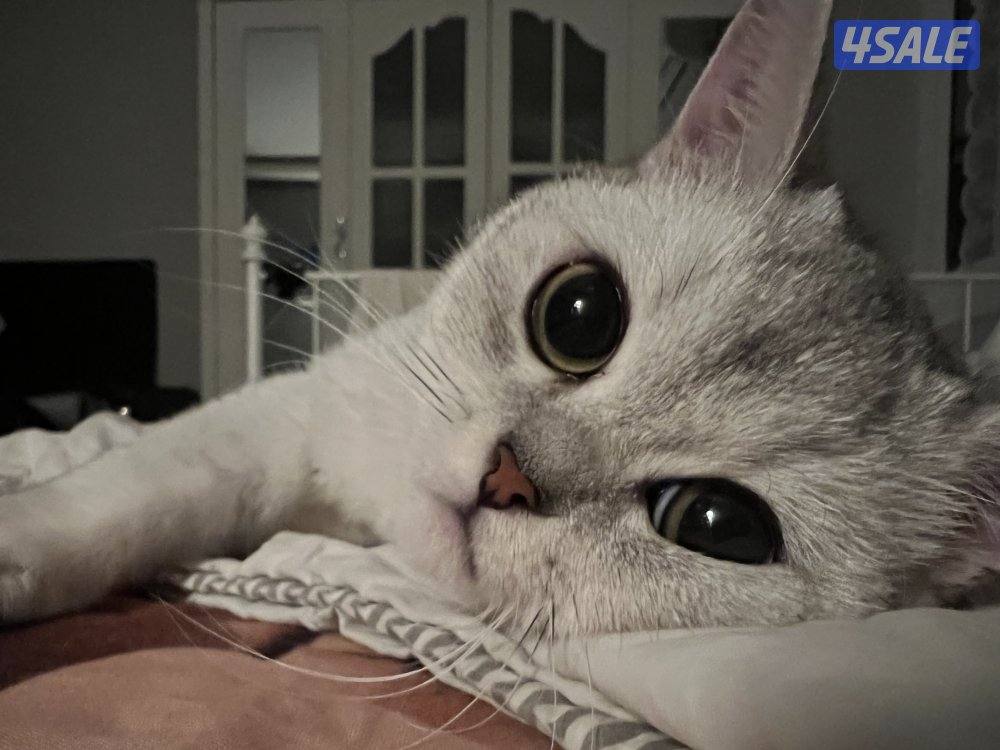 قطوه نوعها برتش عمرها سنه1