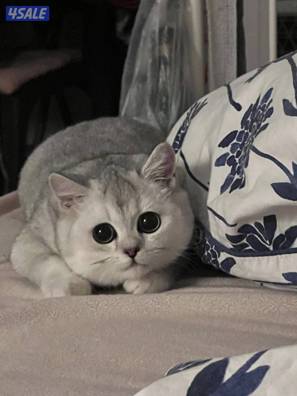 قطوه نوعها برتش عمرها سنه2