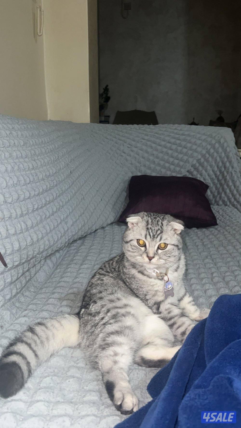 قطوه نوعها برتش عمرها سنه3