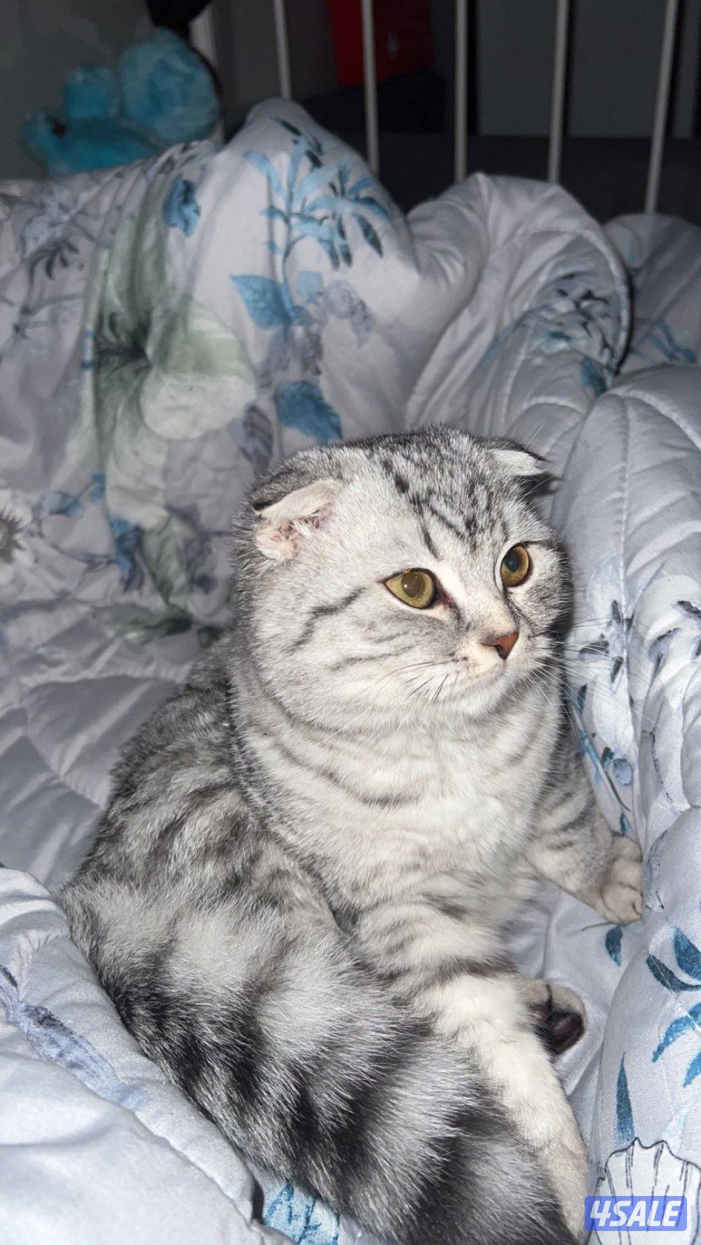 قطوه نوعها برتش عمرها سنه4