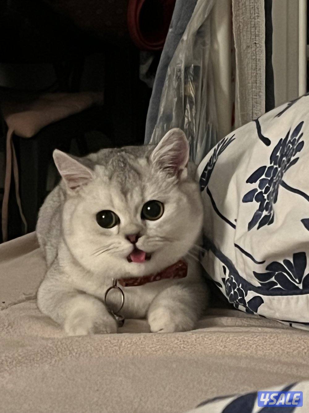 قطوه نوعها برتش عمرها سنه5