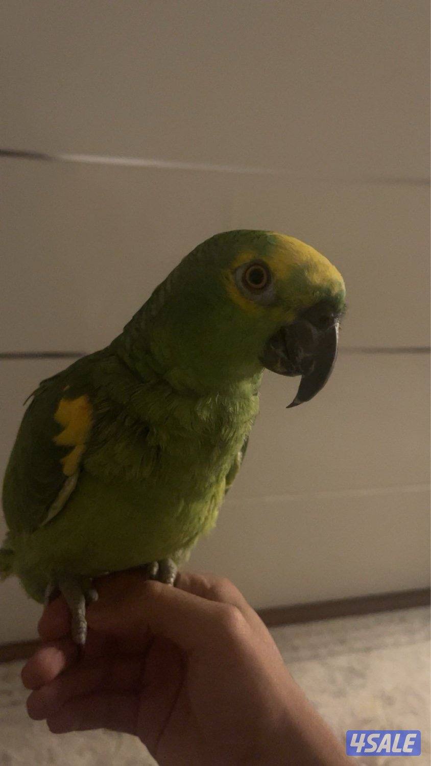 تبنينيتيتيتيت0