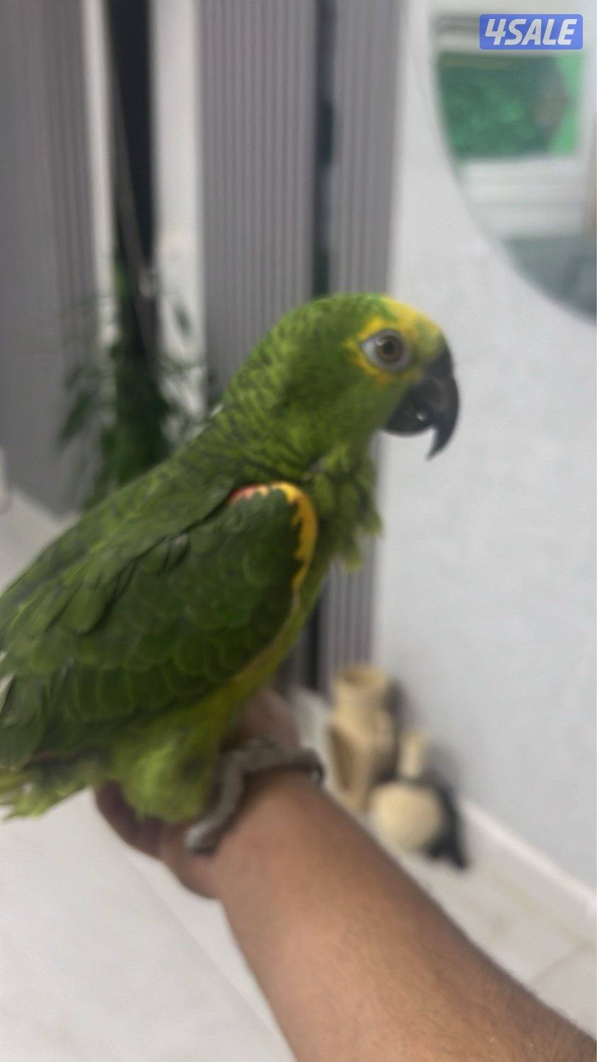 تبنينيتيتيتيت2