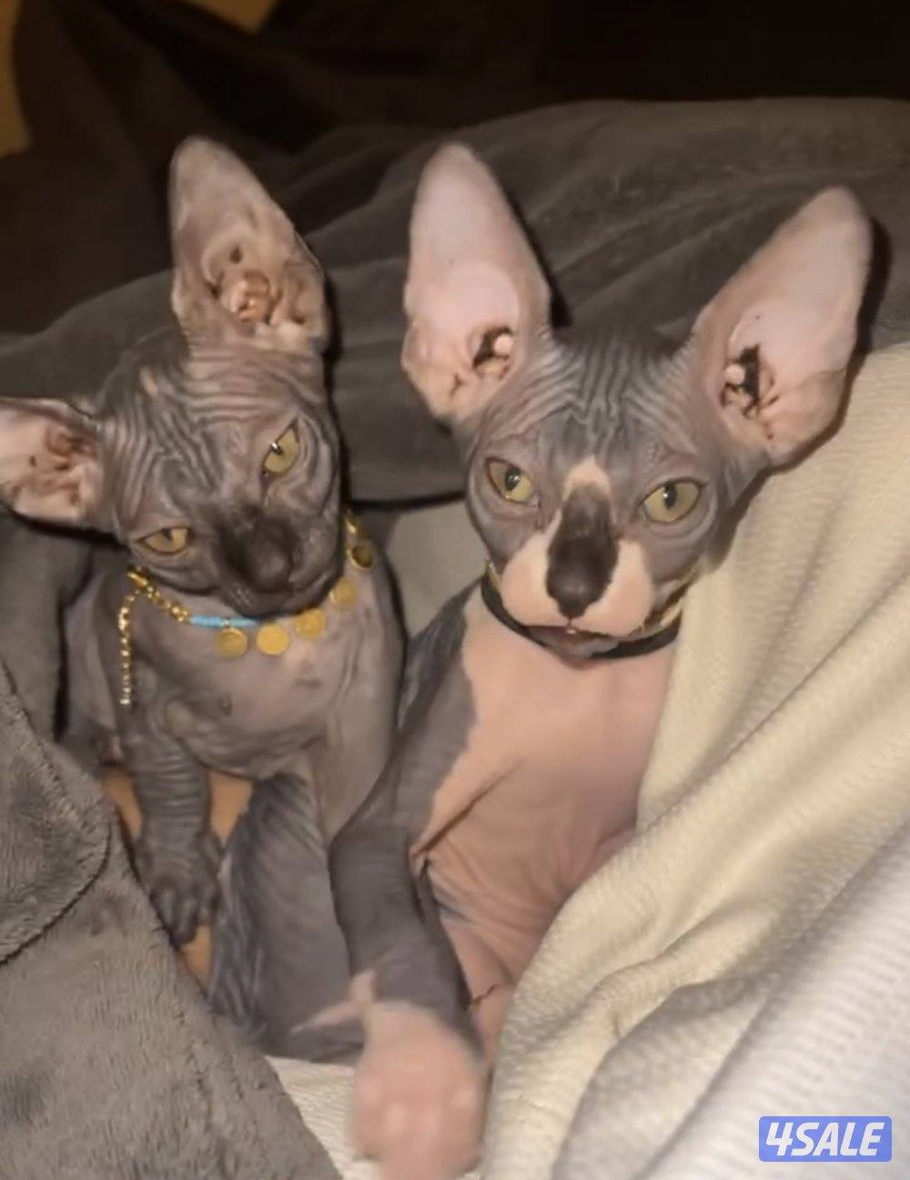 قطوتين ذكر ونقيه سفينيكس قط فرعوني زوج1