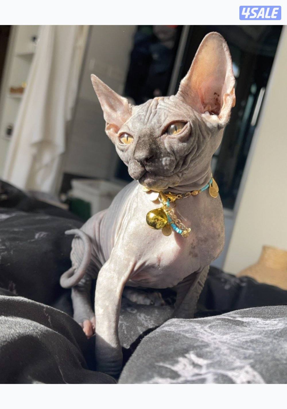 قطوتين ذكر ونقيه سفينيكس قط فرعوني زوج2