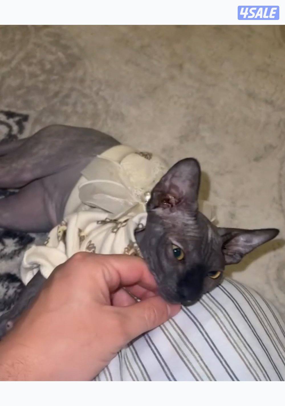 قطوتين ذكر ونقيه سفينيكس قط فرعوني زوج3