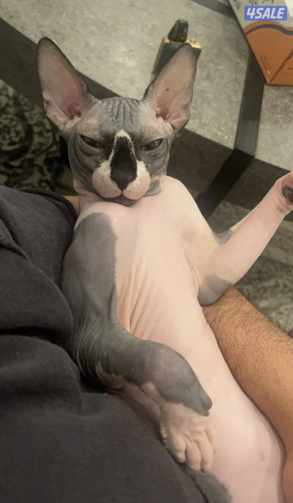 قطوتين ذكر ونقيه سفينيكس قط فرعوني زوج4