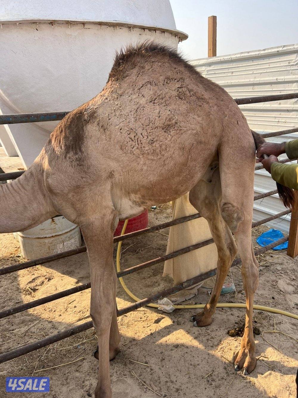 للبيع حشو شي طيب تصلح للمناسبات والاعراس0