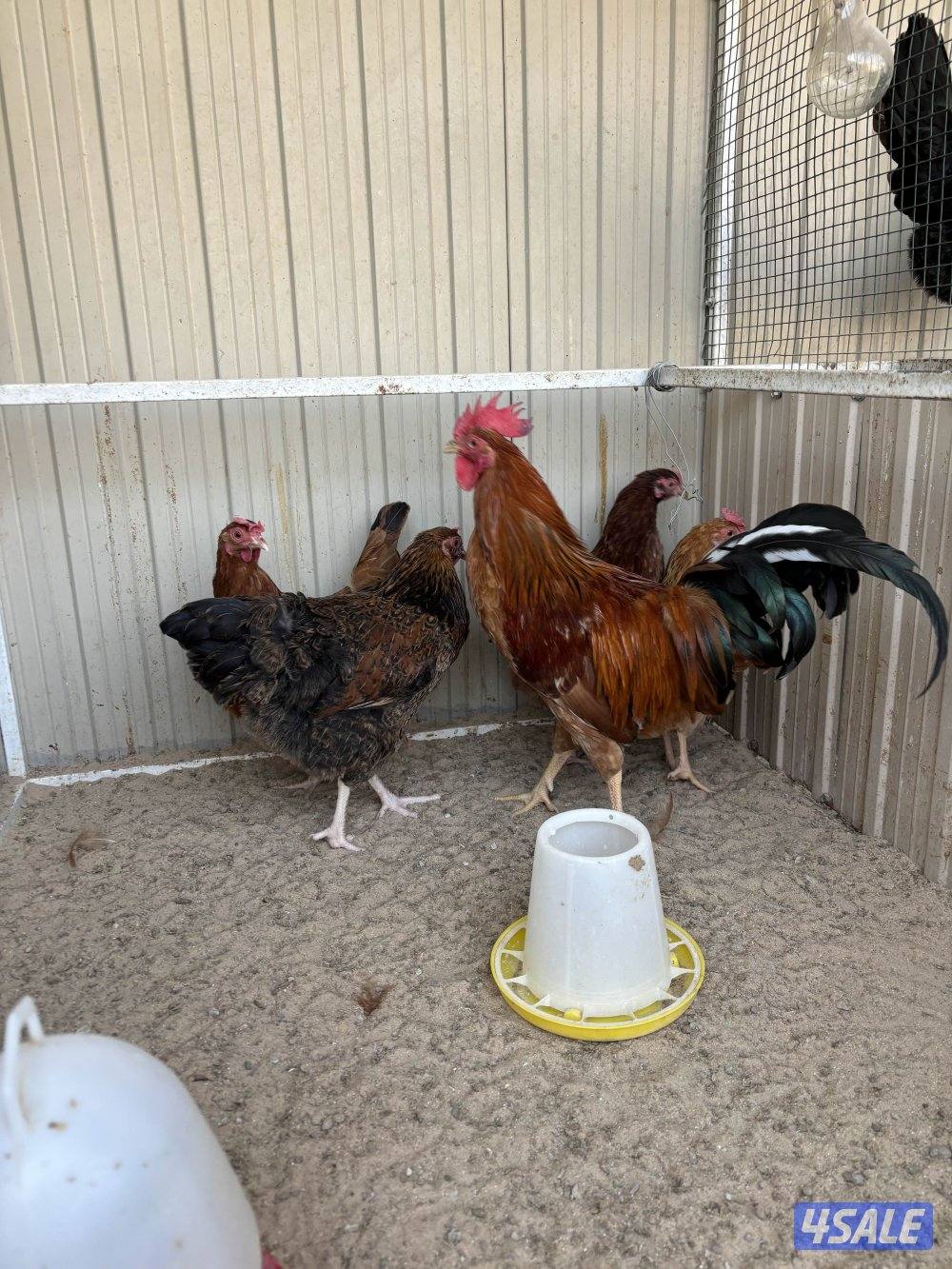 البيع دجاج انقليزي بافسوسكس/سوسكس1