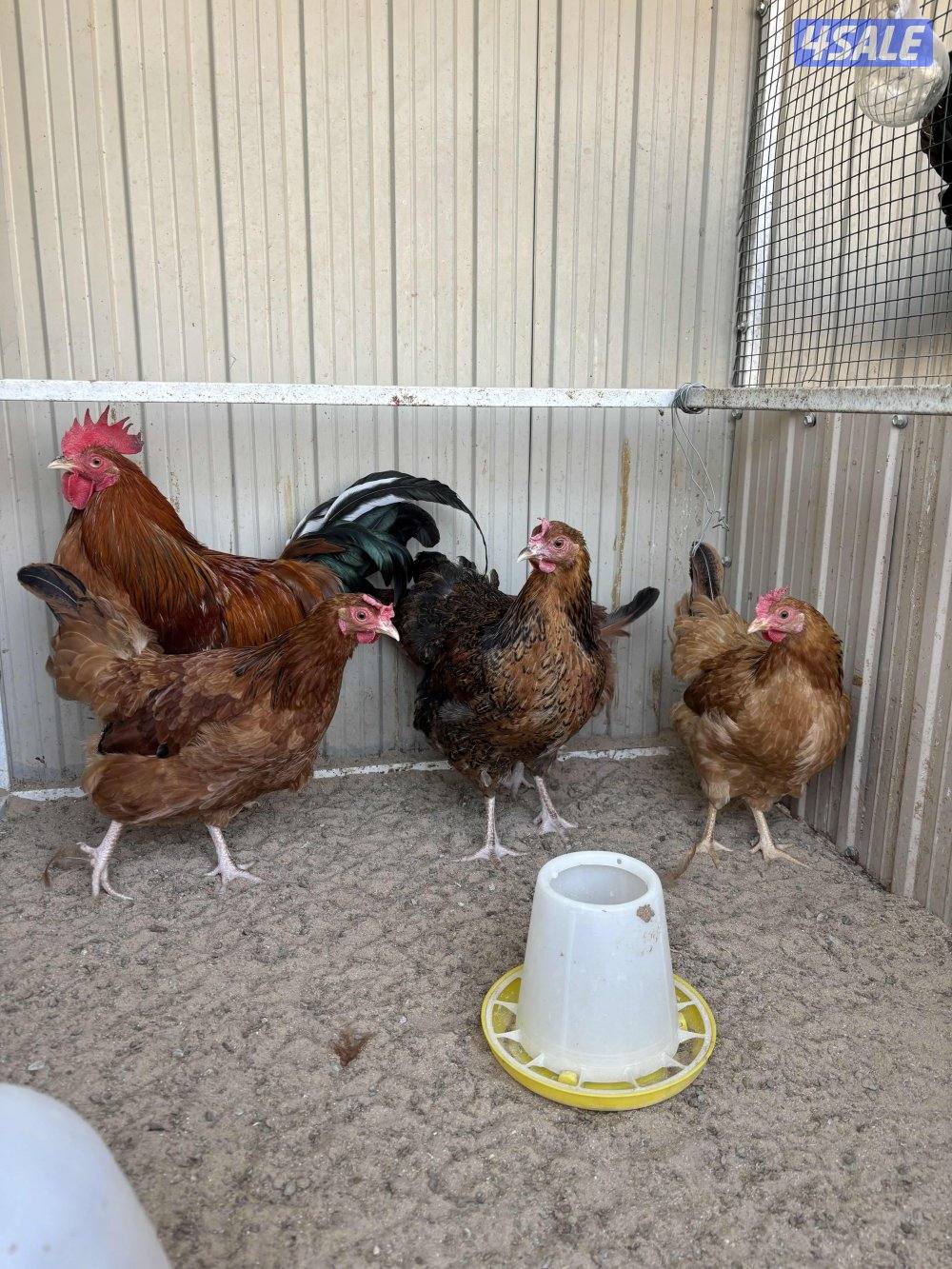 البيع دجاج انقليزي بافسوسكس/سوسكس2