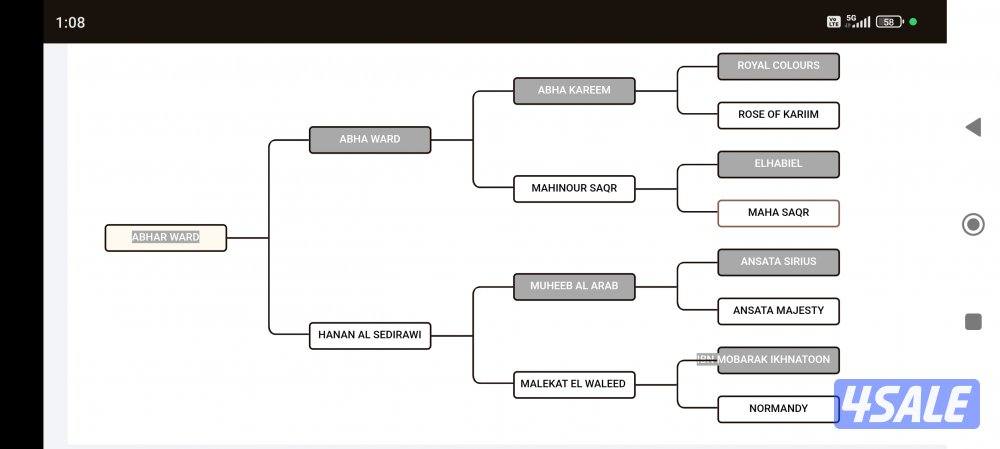 حصان مصري بيور0
