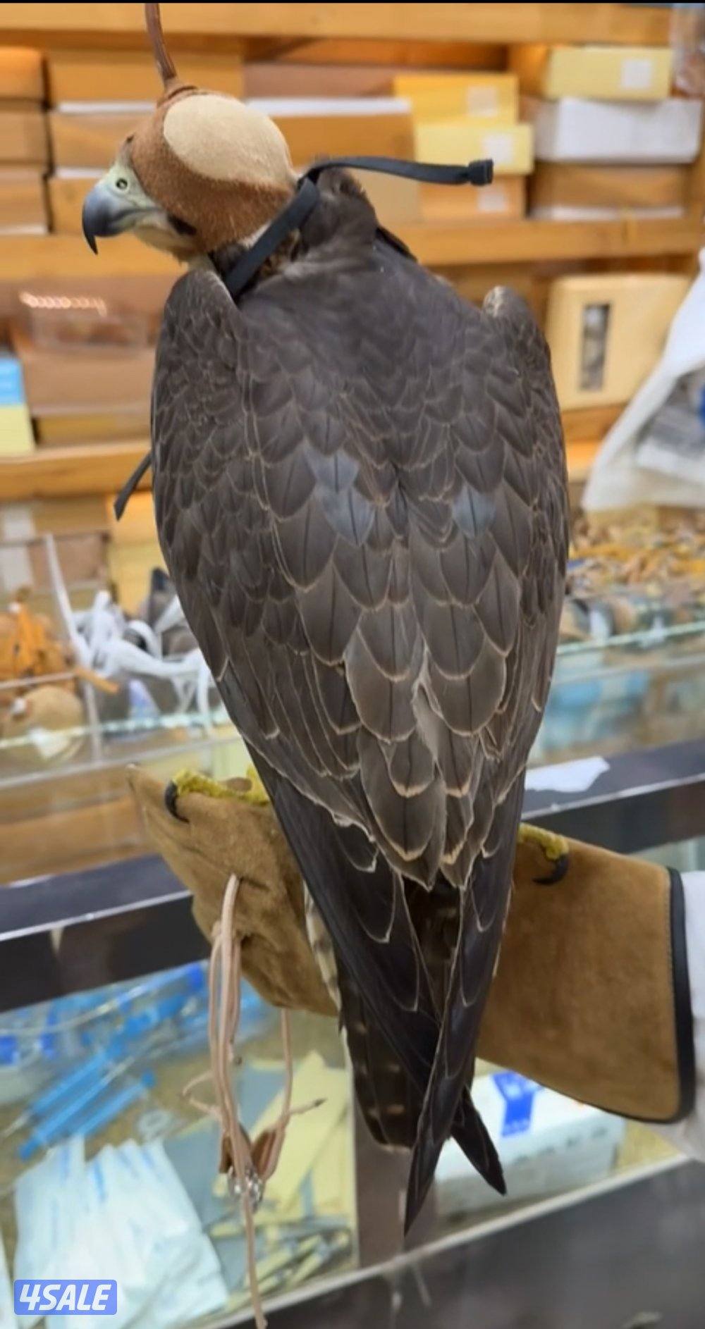 شيهانه فرخ1