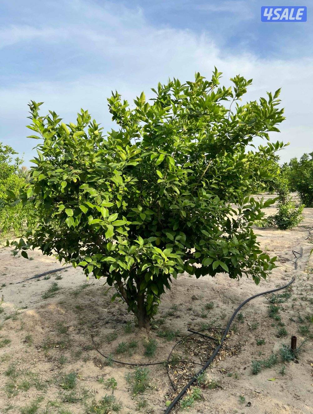 للبيع أشجار ليمون أضاليا مثمر1