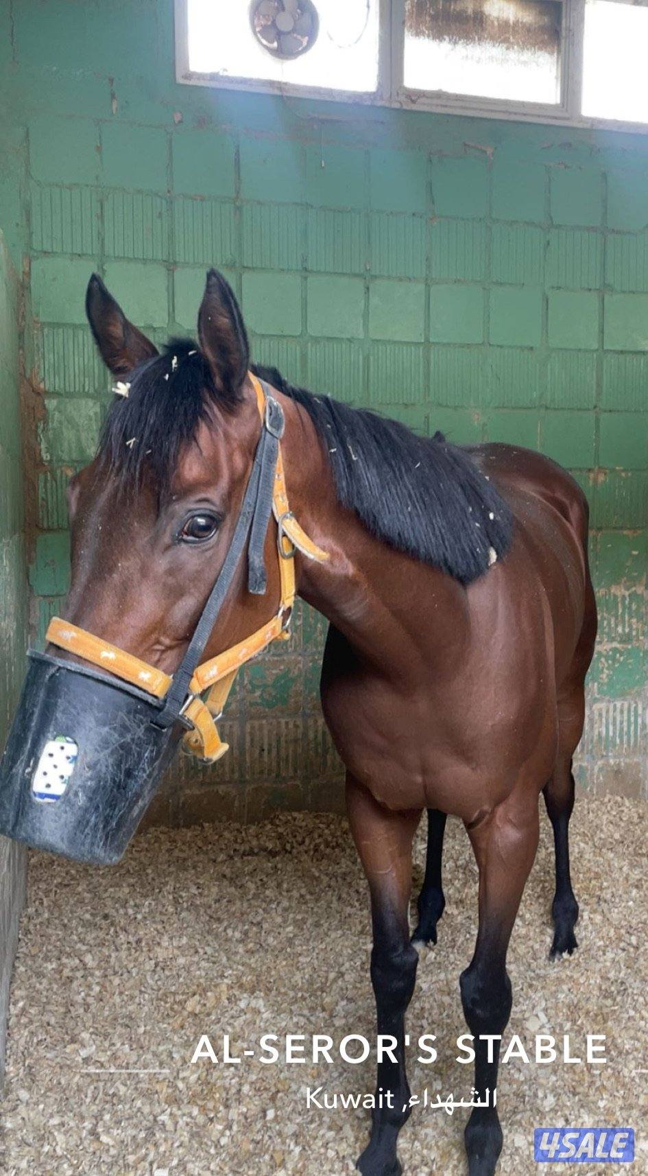 حصان انقليزي سلم مواليد 20160