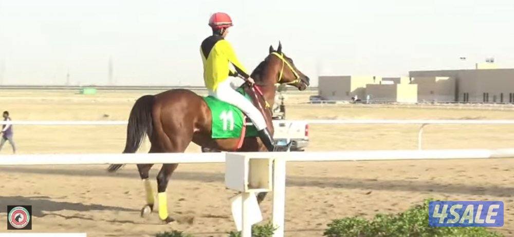 حصان انقليزي سلم مواليد 20161