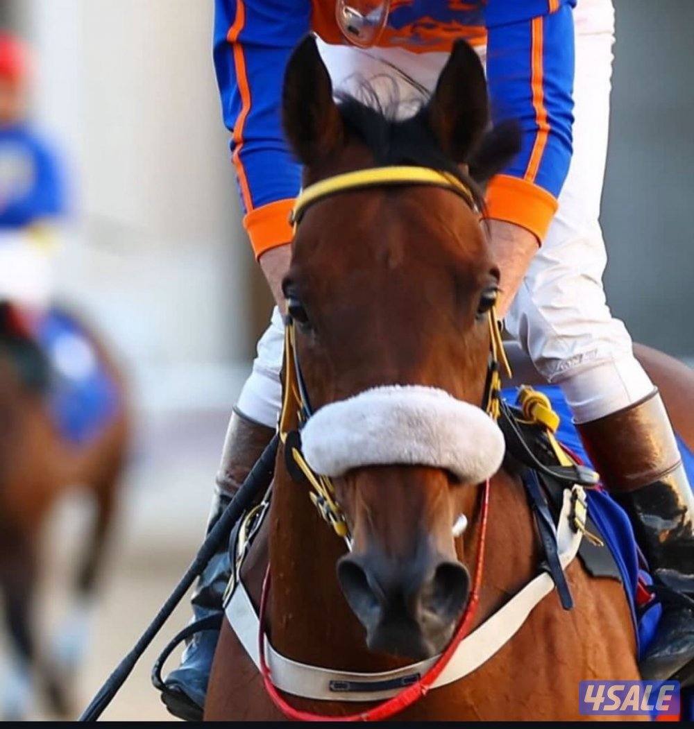 حصان انقليزي سلم مواليد 20162