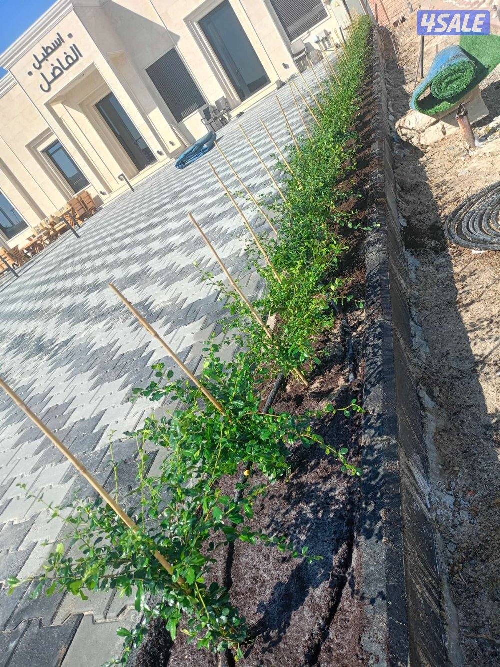 تنسيق حدائق جميع مناطق الكويت ثيل طبيعي وصناعي وسياج تركي وتمديد شبكات3