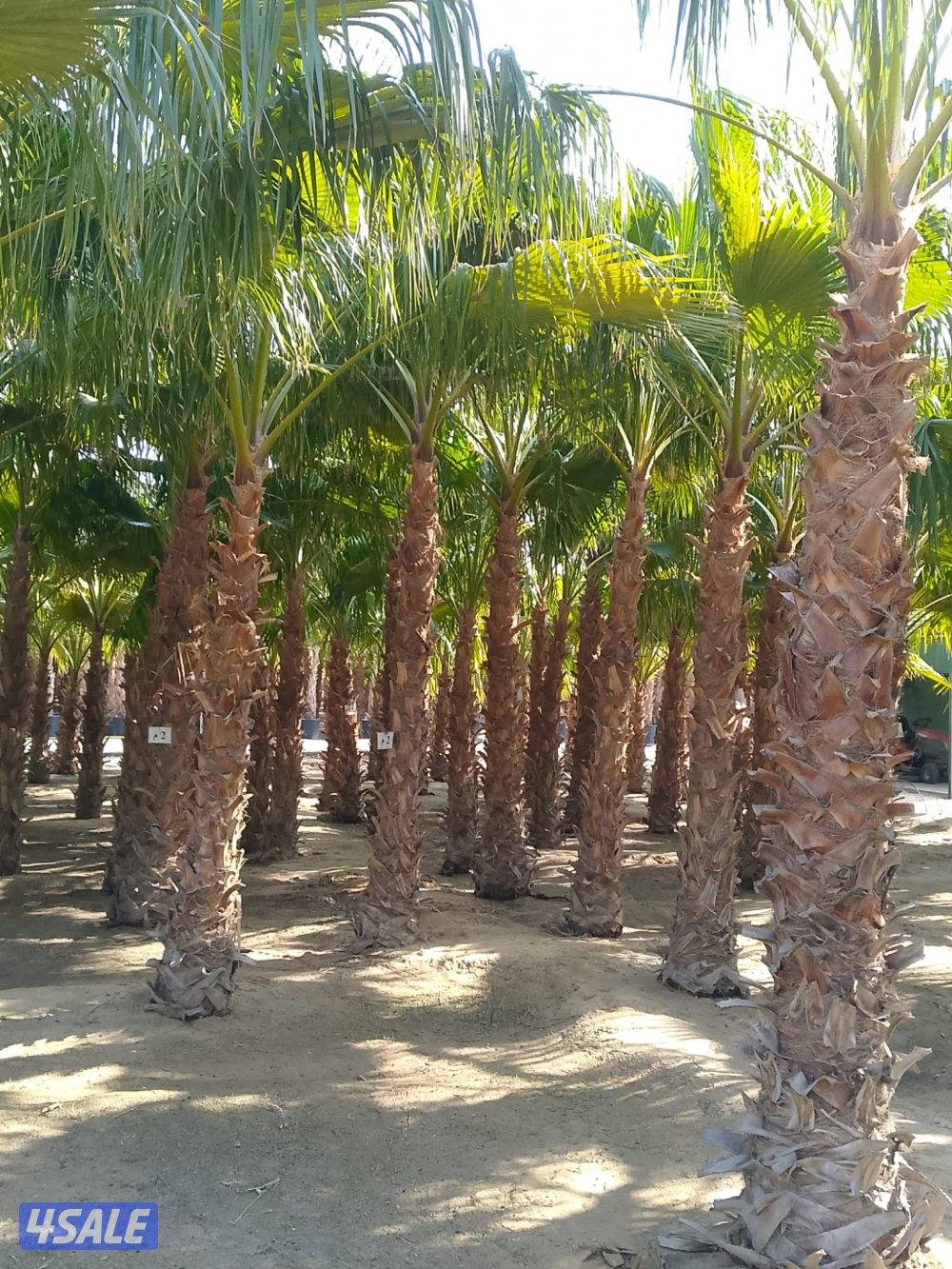 تنسيق حدائق جميع مناطق الكويت ثيل طبيعي وصناعي وسياج تركي وتمديد شبكات11