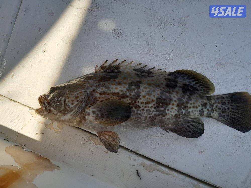 تاجير طراد رحلات بحريه ايجار طراد للايجار توصيل جزر وناسه1