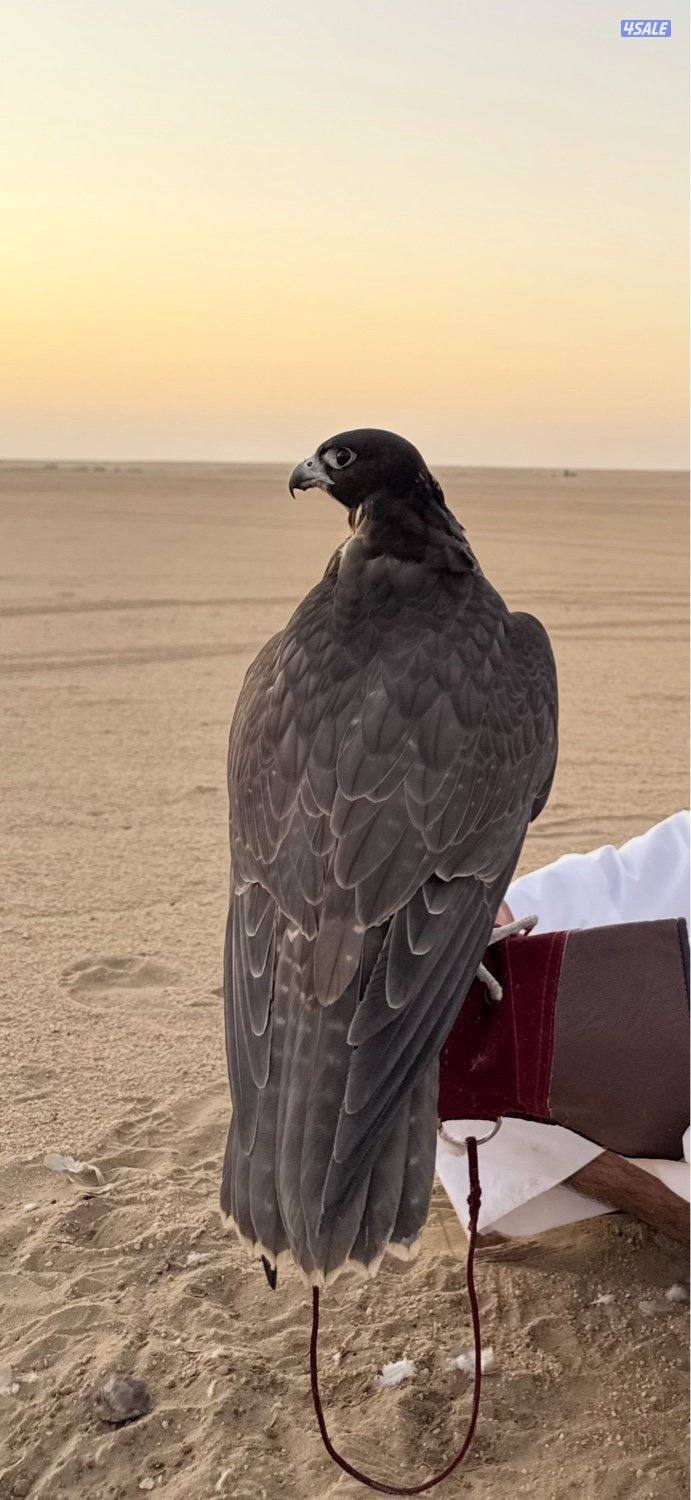 للبيع جير تبع اسود0