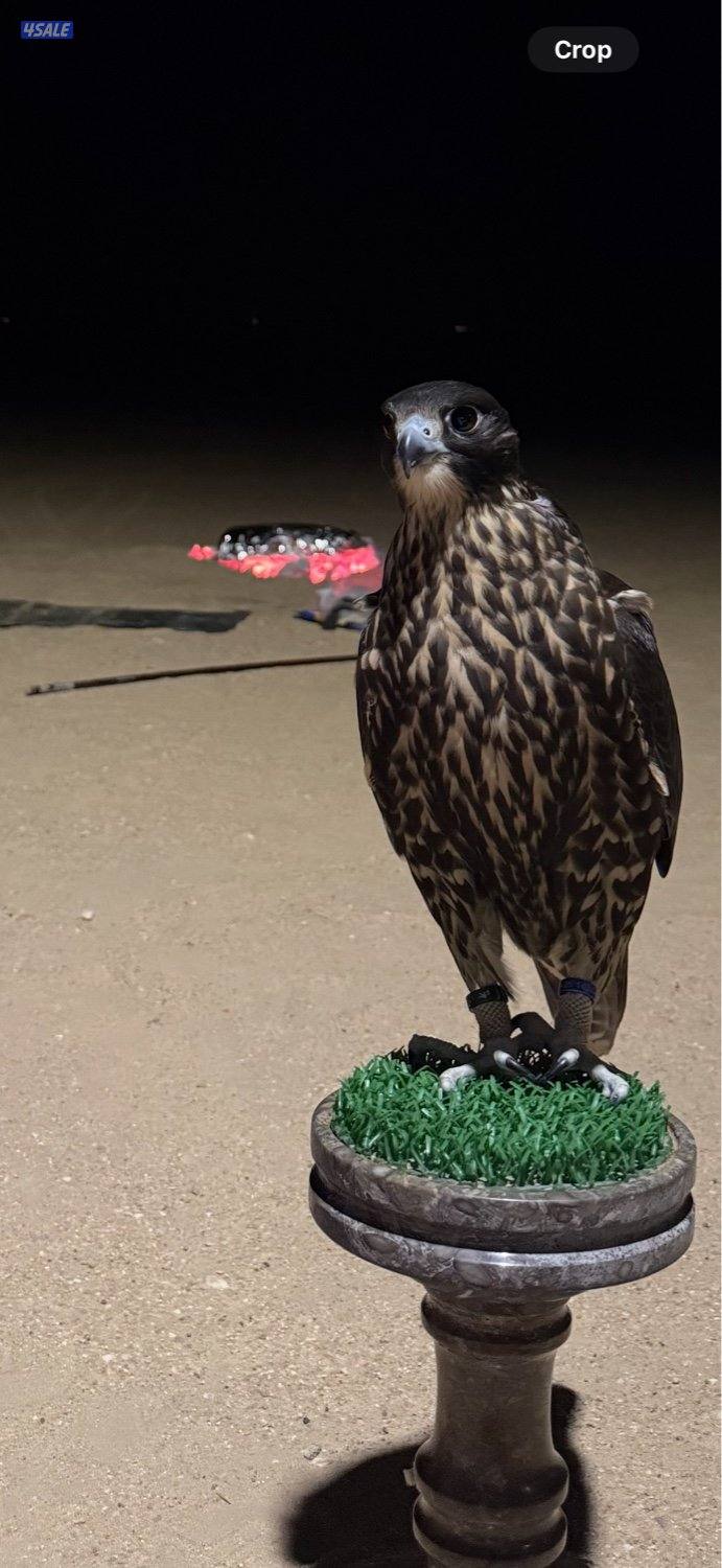 للبيع جير تبع اسود1